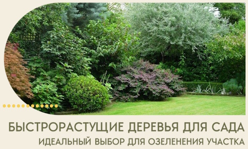 Быстрорастущие деревья для сада идеальный выбор в Рязани