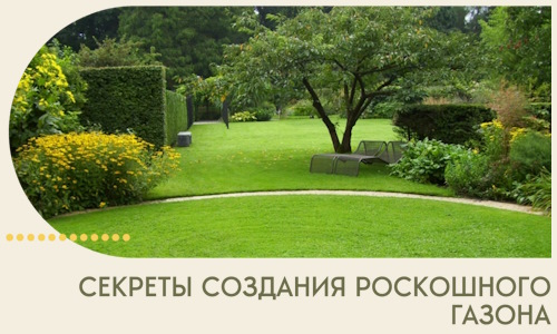 Секреты создания роскошного газона в Рязани